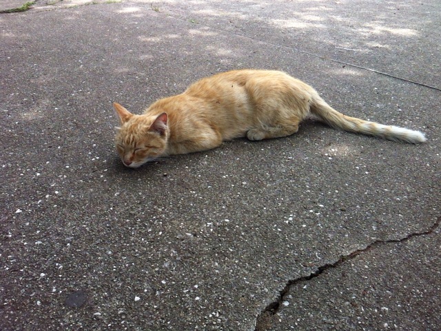道端で寝ているネコちゃん