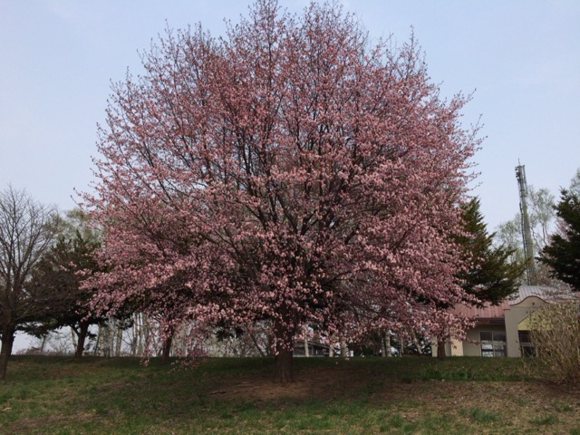 敷地内には桜の木があります